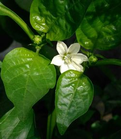 Close-up of white flowers