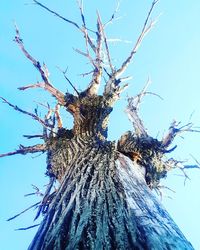 Low angle view of tree against clear sky