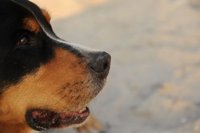 Close-up of a dog looking away