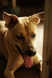 Close-up of a dog