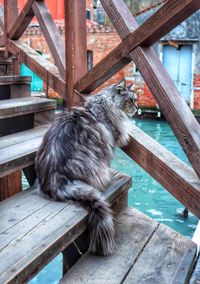 Cat sitting on wooden railing