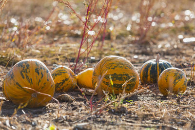 Close-up of pumpkins on field