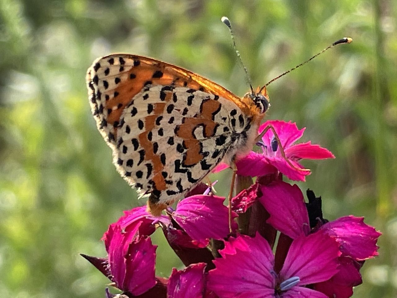 flower, beauty in nature, animal themes, flowering plant, animal wildlife, insect, butterfly, animal, animal wing, plant, moths and butterflies, fragility, nature, freshness, one animal, close-up, wildlife, animal body part, petal, pink, focus on foreground, macro photography, no people, perching, feeding, flower head, summer, outdoors, eating, macro, growth, food, purple, environment, multi colored, monarch butterfly