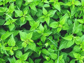 High angle view of plants growing on field