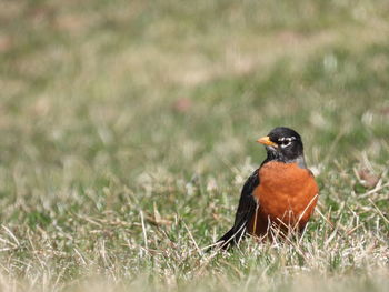 American robin sitting in the grass listening for worms.
