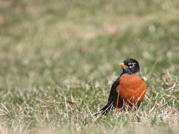 Side view of bird on land