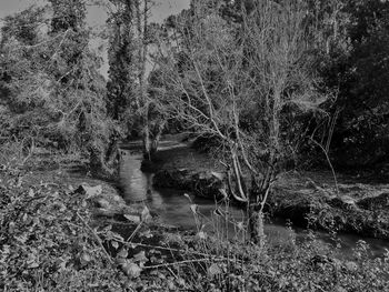 Plants growing by river in forest