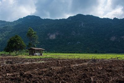 Scenic view of agricultural field against sky