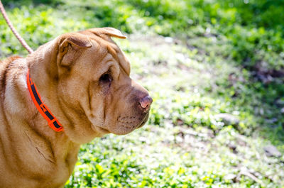 Close-up of dog in grass