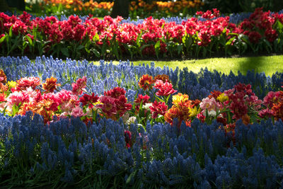 Close-up of multi colored flowers in garden