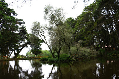 Reflection of trees in water