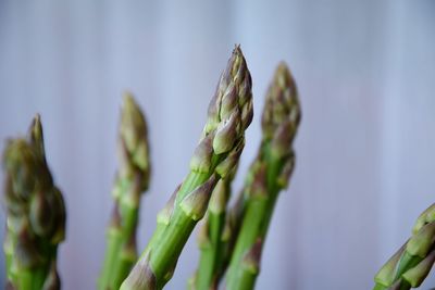 Close-up of plant