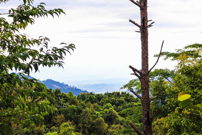 Low angle view of trees against sky