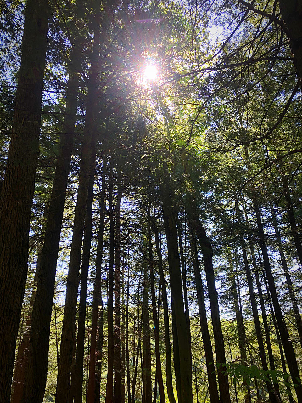 LOW ANGLE VIEW OF SUNLIGHT STREAMING THROUGH TREE IN FOREST