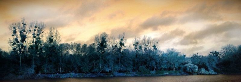 Trees on landscape against cloudy sky