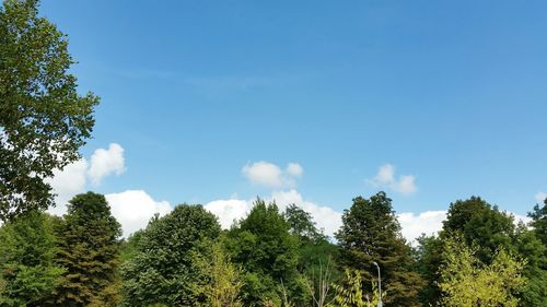 Low angle view of trees against sky