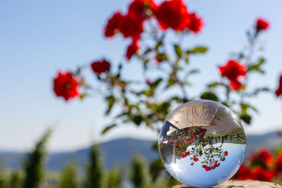 Crystal ball on shale stone with defocused red rose flowers and moselle valley in background