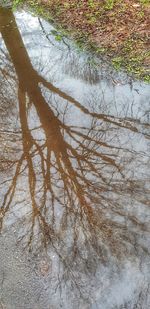 Reflection of trees on water