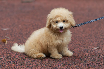 Close-up of puppy sitting outdoors