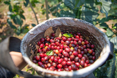 Close-up of red cherry  coffee bean in basket