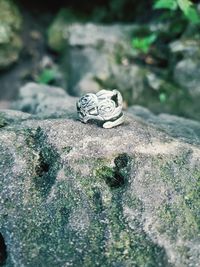 Close-up of frog on rock