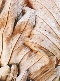 Full frame shot of tree trunk