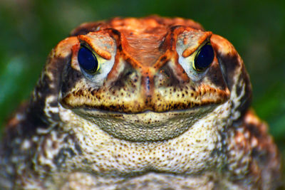 Close-up portrait of toad