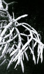 Close-up of plant against white background