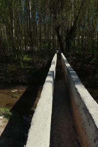 Boardwalk amidst trees in forest