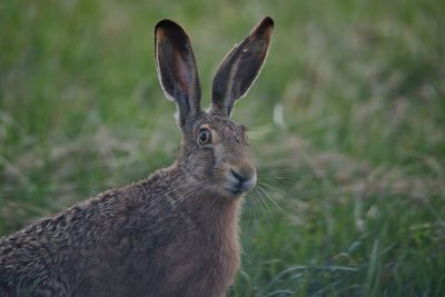 Close-up of rabbit on field