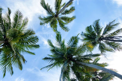 Low angle view of palm trees against sky