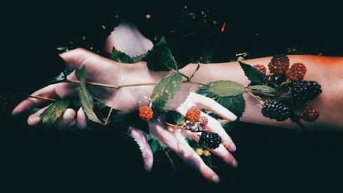 Close-up of hand holding berries against black background
