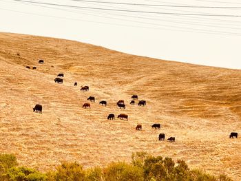 Flock of sheep in a field