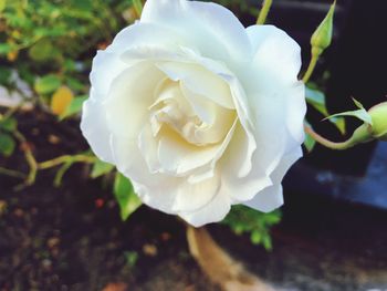 Close-up of white rose blooming outdoors