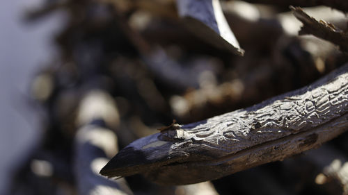 Close-up of rusty metal