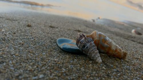 Close-up of crab on sand at beach