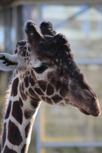Close-up of giraffe