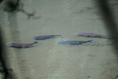 High angle view of fishes swimming in sea