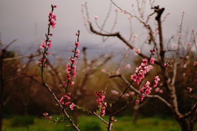 Close-up of pink cherry blossom tree