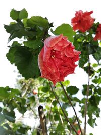 Close-up of rose plant