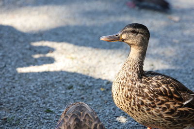 Close-up of a duck