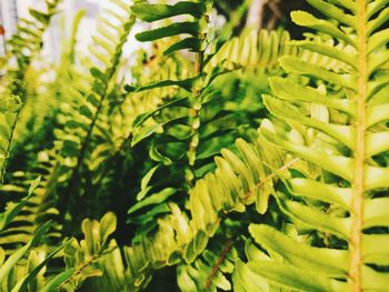 Close-up of green leaves