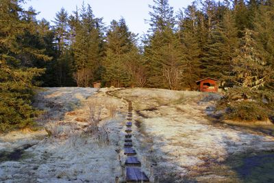 Footpath amidst trees in forest