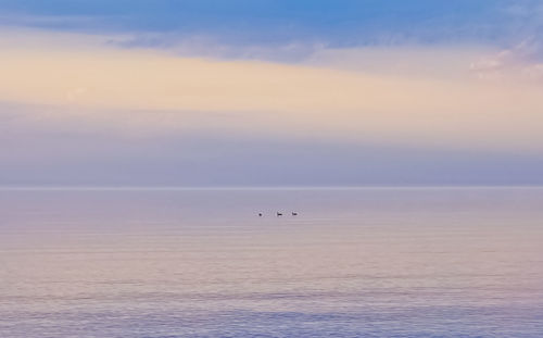 Loons on calm cool water horizon in distance