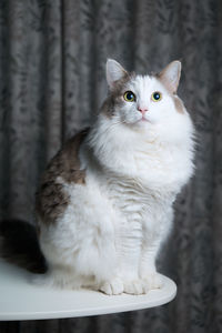 Portrait of white cat sitting