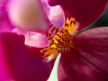 Close-up of pink rose flower