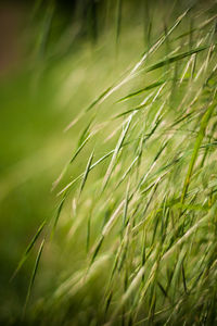 Close-up of grass growing in field