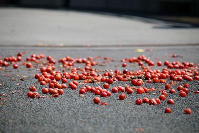 Close-up of red berries on street 