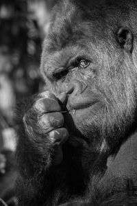 Close-up of woman looking away outdoors