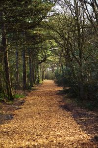 Dirt road passing through forest